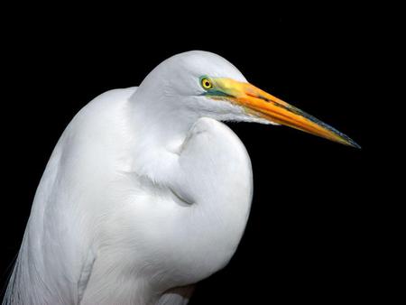 Egret - tropical, white, fly, bird, peace