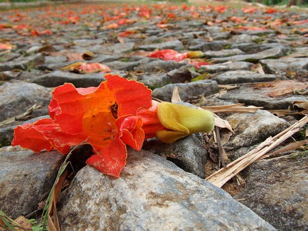 flower  - flower, petals, rocks