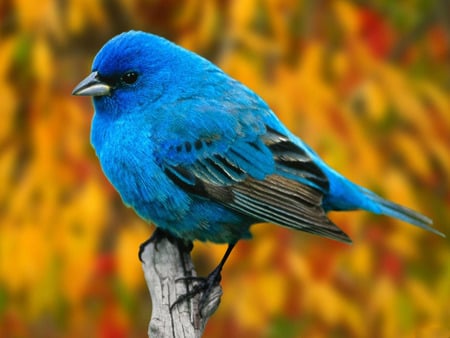 Blue_Bird - blue-bird, cool