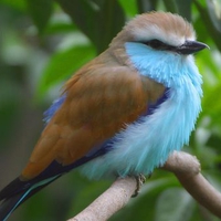 blue-bird