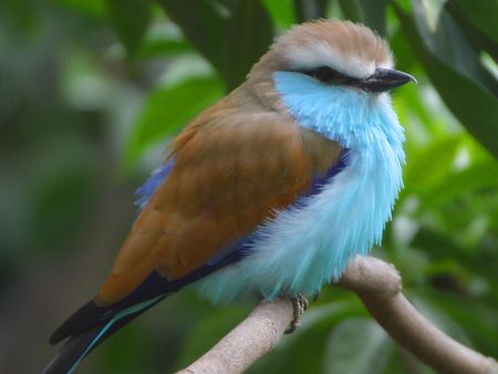 blue-bird - birds, nature, animals