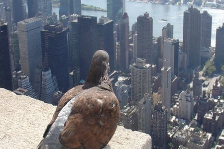 Bird's eyes - eyes, landscape, birds