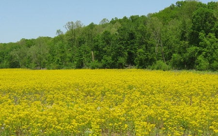 Yellow Field - kentucky, flowers, yellow, trees, green