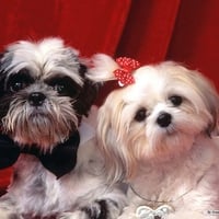 Toy Dog Wallpaper dogs 7014194 1024 768 .jpg