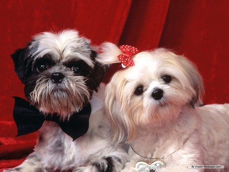 Toy Dog Wallpaper dogs 7014194 1024 768 .jpg