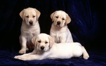 Labrador retriever - white, sweet, black, cute, puppies