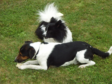 Respect - nature, dog, spitz, parson russell, terrier