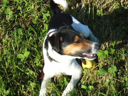 I'm the best! - parson russell, grass, nature, terrier