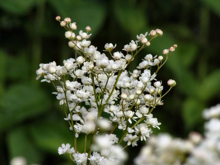 Vibrant flower - green, baby breath