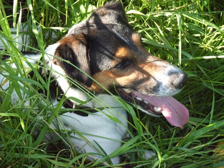 I'm the best and beautiful as well - parson russel, dogs, terrier, grass