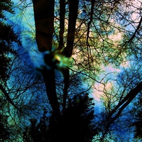 reflection of trees in water