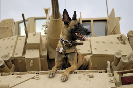 Army Dog - tank, dog, desert, army