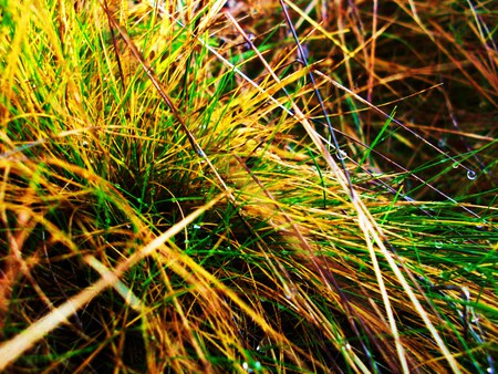 grass - grass, yellow, nature, green