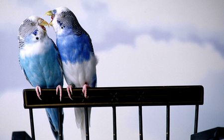 Love Birds - birds, blue, wings, love, animals