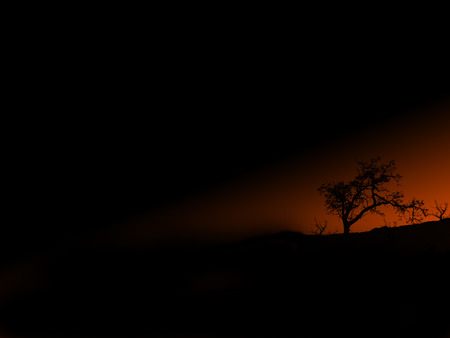 After the sunset - nature, dark, light, tree, sunset