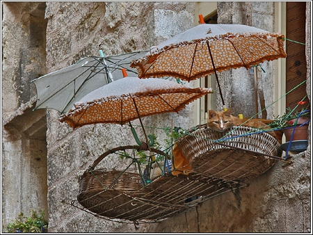 Ginger Tom - window, tom, umbrella, wall, ginger