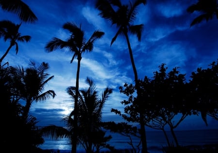 hawai night - night, hawai, trees