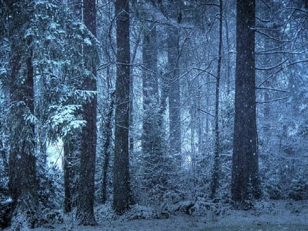 snowy forest - forest, snowy