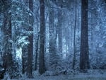 snowy forest