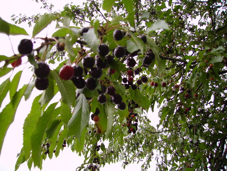 Black cherries in a summer day - black, nature, green, cherry, photo, leaves