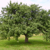 Tree of life, amazing life force, power of nature and joy