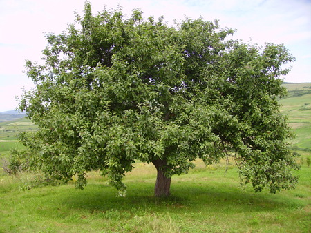 Tree of life, amazing life force, power of nature and joy