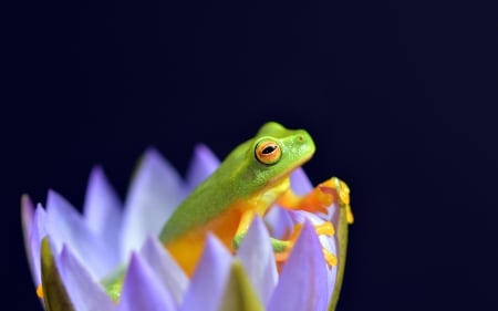 Frog - black, lotus, nature, blue, green, amphibian, broasca, frog