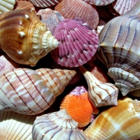 Shells