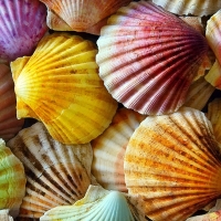 Shells