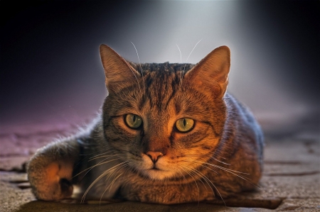 European shorthair cat - europai, hazi allat, hazi kedvenc, macska, rovidszoru