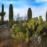 Saguaro National Park East, Tucson, Arizona