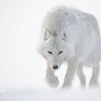 Polar wolf