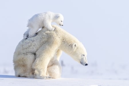 Polar bears - winter, cub, snow, bear, urs, white, nature, cute, iarna, polar bear, mother