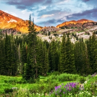 Albion Basin, Utah