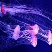 Jellyfish