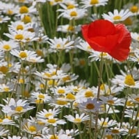 Poppy and Daisies