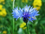 Cornflower