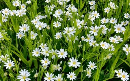 White Flowers