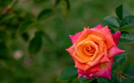 Rose - one, summer, trandafir, orange, flower, pink, nature, green, rose, vara