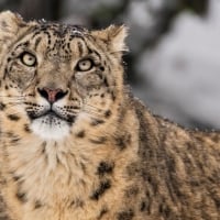 Snow Leopard