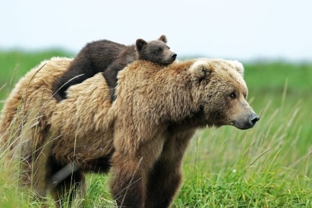 Grizzly Bears ( That's what Moms do ) - bear, animal, grizzly, cub