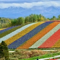 Flower Field in Japan