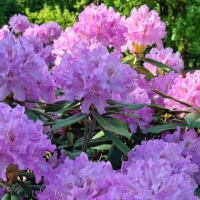 Rhododendron