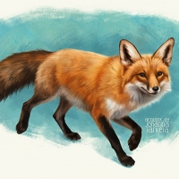 Fox walk