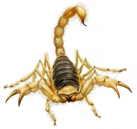 Scorpion