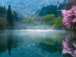 Cherry blossom over the lake