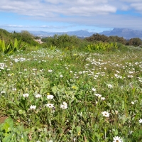 Table Mountain, Cape Town