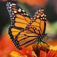 Monarch Butterfly