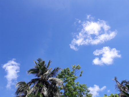 sky - bluesky, blue, tree, sky