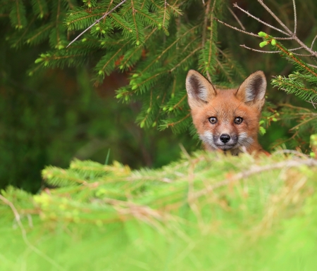 Fox - vulpe, animal, nature, cub, green, fox